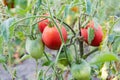 Ripe and unripe tomatoes covered with morning dew on bush Royalty Free Stock Photo