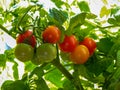 Ripe And Unripe Tomatoes Developing On A Truss