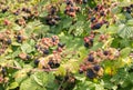 Ripe and unripe wild blackberries growing on blackberry bush