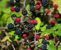 Ripe & unripened seasonal autumnal wild Blackberries.