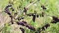 Ripe ussuri plums hanging from tree branch ready to be harvested. Ripe Prunus ussuriensis on tree branch in orchard