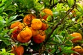 Ripe Valencia Oranges still on the tree Royalty Free Stock Photo