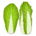 Ripe vegetable chinese cabbage