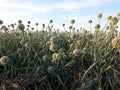 Onion Seed Crop Royalty Free Stock Photo