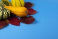 Ripe vegetables and yellow, autumn leaves on a blue background Royalty Free Stock Photo