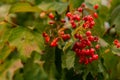 Ripe viburnum grows in the garden. Fresh red fruits on a branch. Organic vegetable growing Royalty Free Stock Photo