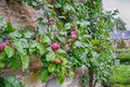 Victoria plums on a brick wall