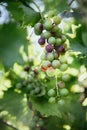 Ripe Vine grapes on a farm, Italy