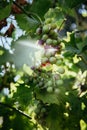 Ripe Vine grapes on a farm, Italy