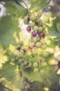 Ripe Vine grapes on a farm, Italy