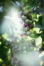 Ripe Vine grapes on a farm, Italy