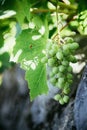 Ripe Vine grapes on a farm, Italy