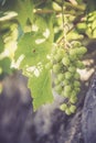 Ripe Vine grapes on a farm, Italy