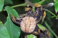 Ripe walnut on a branch