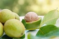 Ripe Walnut with green shell on greenery background. Walnut in green peel Royalty Free Stock Photo