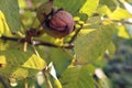 Ripe walnut in green skin on a tree branch in the autumn garden in the sun, side view Royalty Free Stock Photo