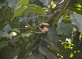 a ripe walnut hangs on a branch in the amniotic husk and is ready to fall out