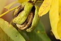 Ripe walnut in opened shell Royalty Free Stock Photo