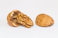 Ripe walnut, shell split open Royalty Free Stock Photo