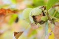 Ripe walnut