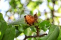 Ripe walnut on tree branch in garden, closeup Royalty Free Stock Photo
