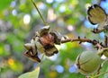 Ripe walnut on the tree morning picturing on the morning