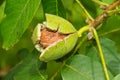 Walnut in tree Royalty Free Stock Photo