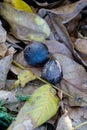 Ripe walnuts fallen from a tree laying in autumn leaves Royalty Free Stock Photo
