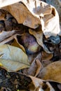 Ripe walnuts fallen from a tree laying in autumn leaves Royalty Free Stock Photo