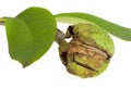 Ripe walnuts in a green shell Royalty Free Stock Photo