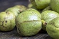 Ripe Walnuts With Green Shells