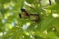Ripe walnuts in husks growing on tree outdoors, closeup view Royalty Free Stock Photo