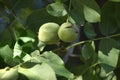 Ripe walnuts in husks growing on tree outdoors, closeup view Royalty Free Stock Photo