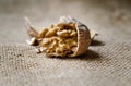 Ripe walnuts lie on a coarse cloth. Royalty Free Stock Photo