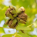 Ripe walnuts on the tree Royalty Free Stock Photo