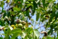 Ripe walnuts at walnut tree on blue sky background. Harvesting time. Selective focus Royalty Free Stock Photo