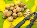 Ripe walnuts on walnuts leaf carpet healthy eating autumn concept Royalty Free Stock Photo