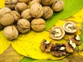 Ripe walnuts on walnuts leaf carpet healthy eating autumn concept Royalty Free Stock Photo