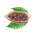 Ripe watercolor cocoa beans