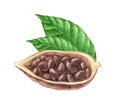 Ripe watercolor cocoa beans