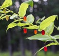 Ripe watermelon berries in summer