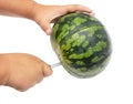 Ripe watermelon cuts with a knife on a white background