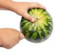 Ripe watermelon cuts with a knife on a white background