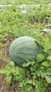 Ripe watermelon garden