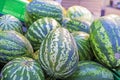 ripe watermelons in a container in a supermarket. Royalty Free Stock Photo
