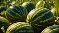 Ripe watermelons the field harvest