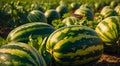 Ripe watermelons the field