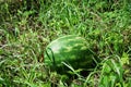 Ripe watermelons on the grass. Nature background