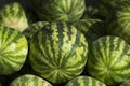 Ripe watermelons in the market. Close up. A lot of large ripe green striped watermelons close up background. Organic farmer market Royalty Free Stock Photo