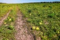 Ripe watermelons on organic plantation